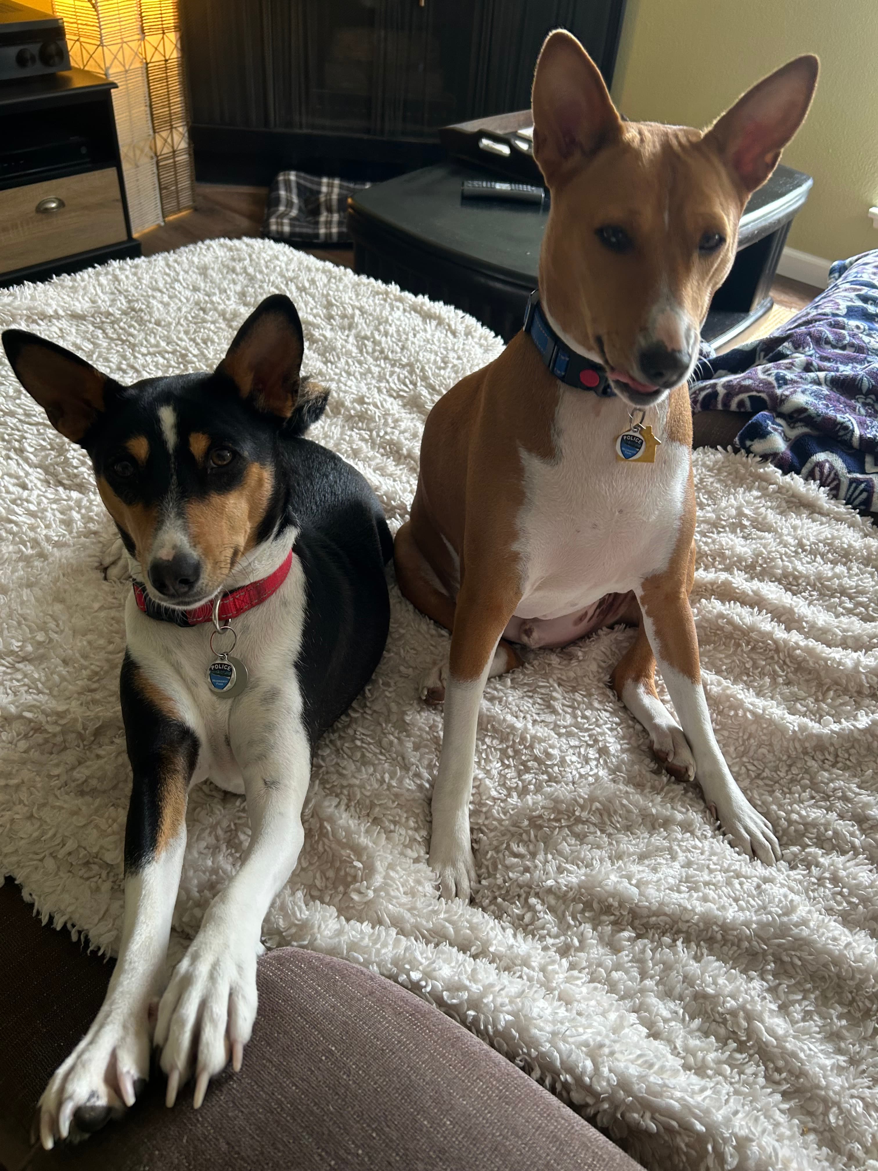 Two small dogs, one black, white and tan and one tan and white, on a blanket, each wearing a Paws on Patrol tag.