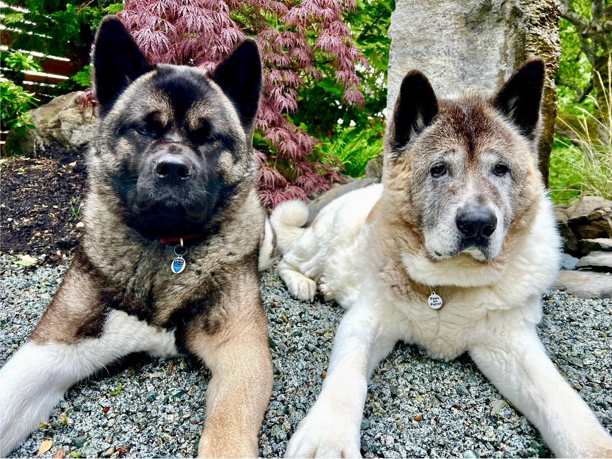 Two Akitas lying on gravel in front of a red Japanese maple, both wearing Paws on Patrol tags.