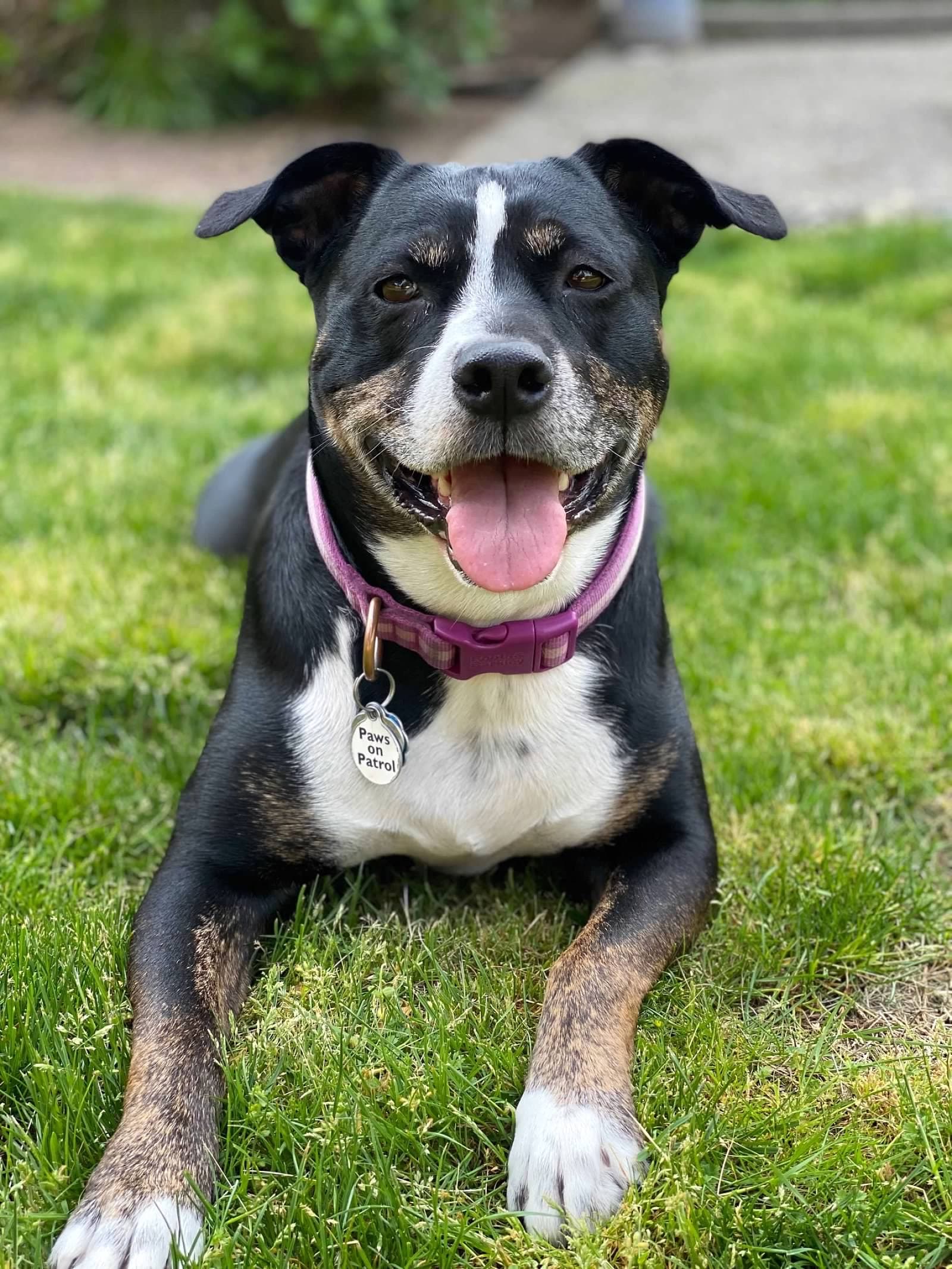 A black and white dog with a purple collar and a Paws on Patrol tag, lying on grass.